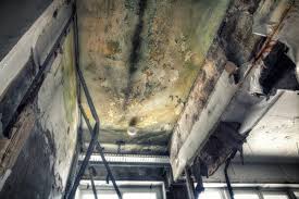 Why You Should Choose Our Mold Remediation Services in Holly Springs, MS